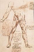 LEONARDO da Vinci Muscle structure of the thigh France oil painting artist